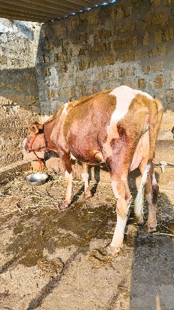 થંબનેલ 2