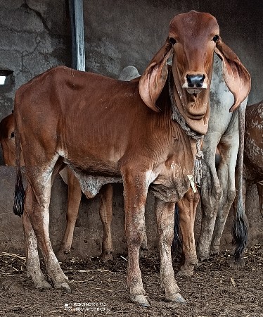 થંબનેલ 3