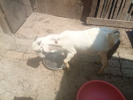 બકરો વેચવાનો છે