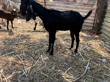 થંબનેલ 3