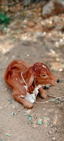 थंबनेल 3