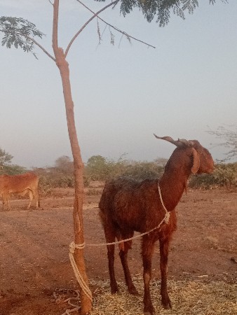 થંબનેલ 3