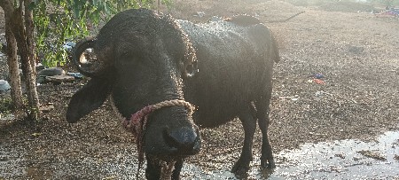 થંબનેલ 3