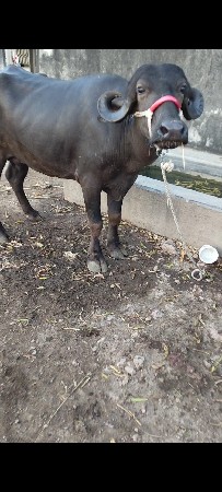 આપવાની સે ભેંસ પેલૂ વેતર વીયાણી