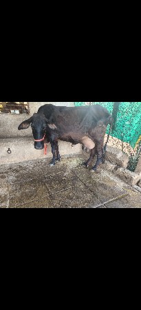 थंबनेल 2