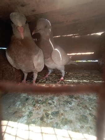 કબૂતર ભૂરા છે