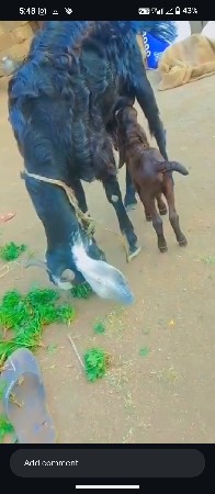 બકરી વેસવાનીસે