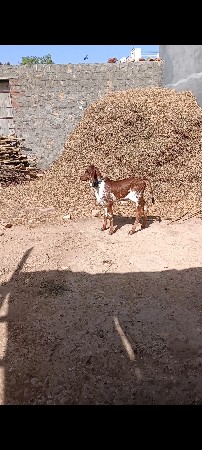 થંબનેલ 2