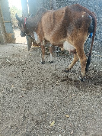 थंबनेल 2