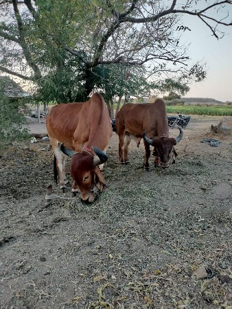 થંબનેલ 3