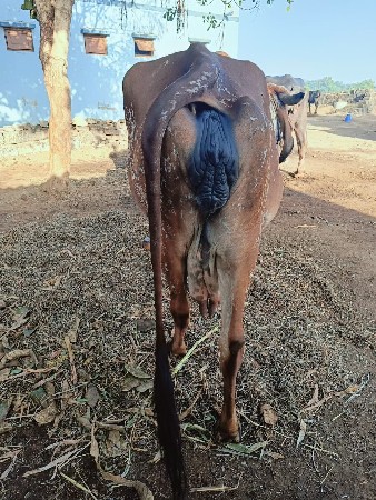 કિંમત 80 હજાર