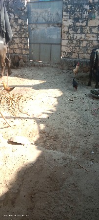 થંબનેલ 2