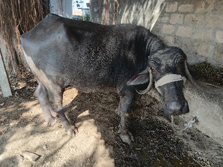 વેચવા ની છે