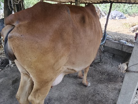 थंबनेल 5