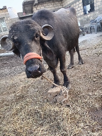 થંબનેલ 2