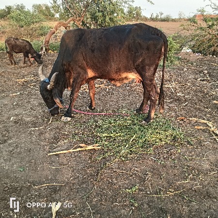 ગાય જસીનોભાગછે વેચવાની છે
