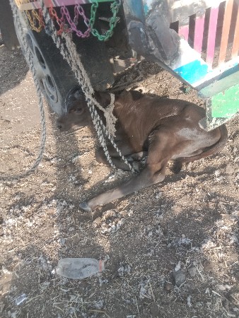 તાલુકો રુસ્તમ જીલ્લો રાજકોટ ગામ