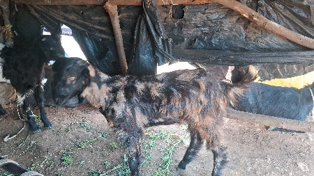 થંબનેલ 2