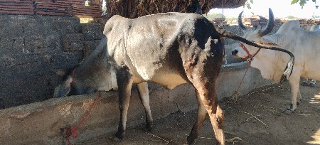 થંબનેલ 3