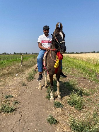 ઘોડી આપવા ની છે