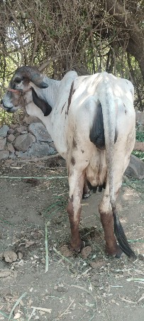 ગાય વેચવાની છે