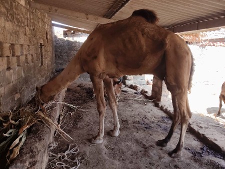 થંબનેલ 3