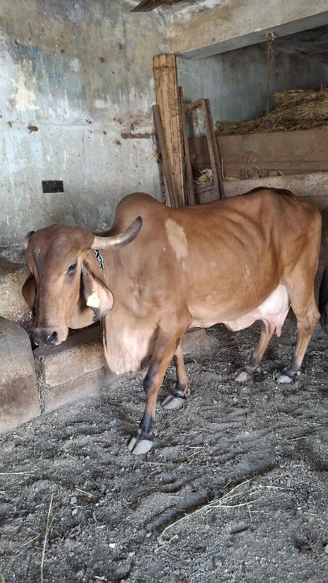 थंबनेल 3