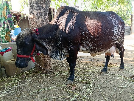 થંબનેલ 3