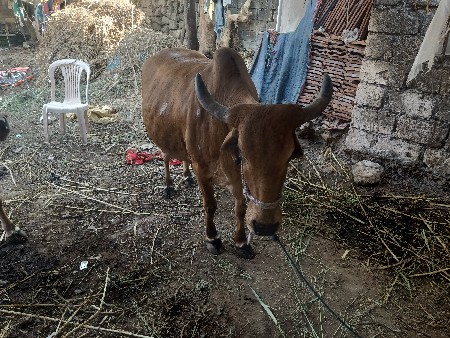 थंबनेल 3