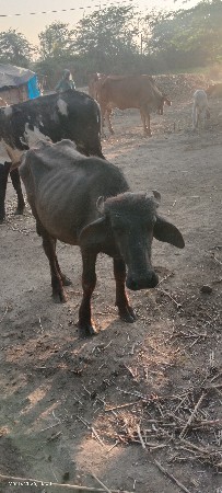 9723197610 ફોન કરો