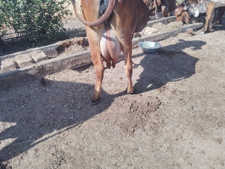 ગાય વેચવાની છે