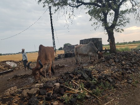 બળદ વેચવા ના છે