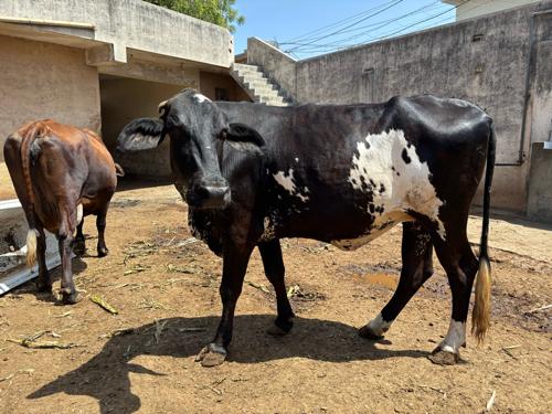 હોડકી વેચવાની છે ગીર કો્સ