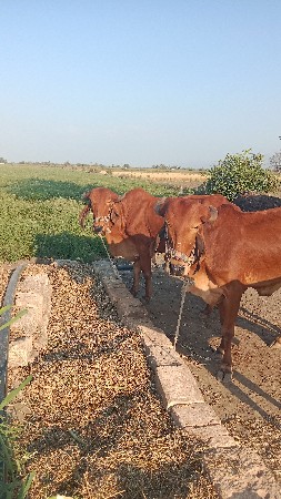 થંબનેલ 3