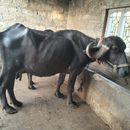 ભેંસ વેચવાની છે