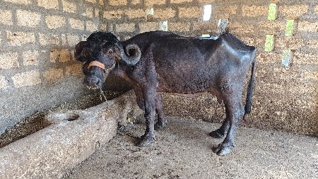 ભેંસ વેચવાની છે