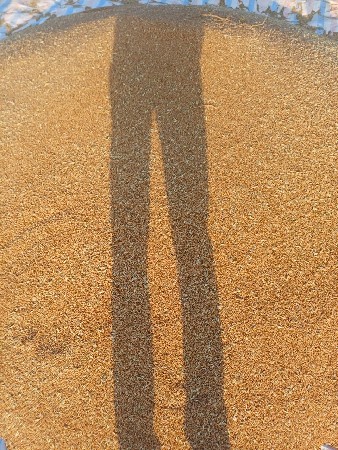 ઘંવ લોકવન