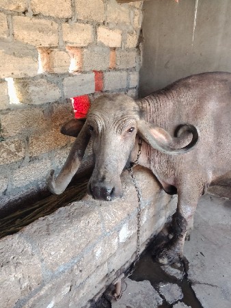 थंबनेल 3