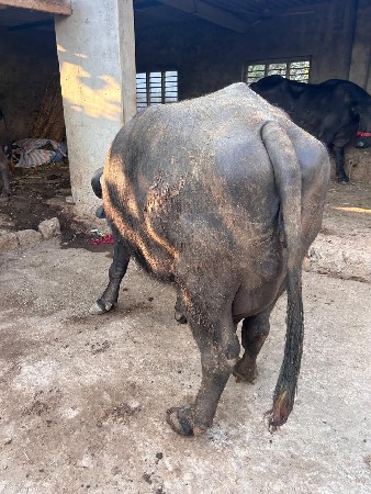 थंबनेल 3