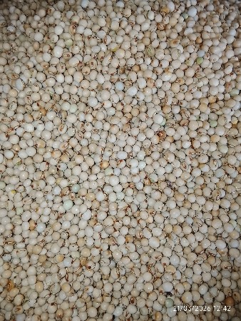 તુવેર વેચવાની છે