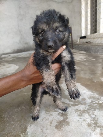 zarman mal female vechvana chhe