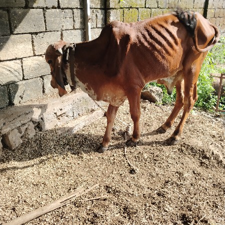 gir.bul.sare.jate.varo.s