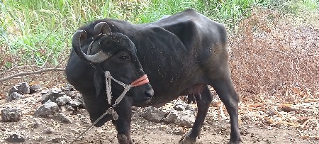 थंबनेल 2