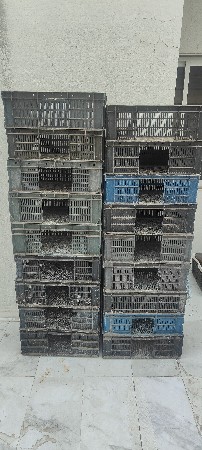 કેરેટ દેવાના છે ૨૦ થી ૨૫ છે