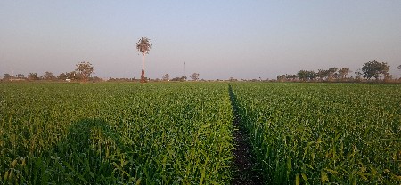 ઘંવ વેસવાના સે લાલ ટુકડા