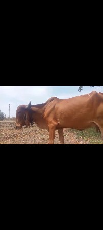 ગાય વેચવાની છે
