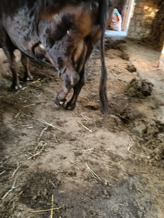 દૂધ સાત લીટર નીચે વાસડો છે