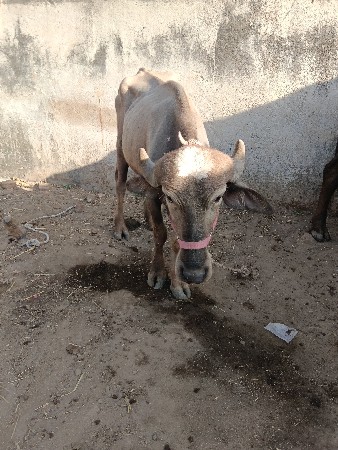 વેચવાની છે