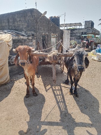 થંબનેલ 2