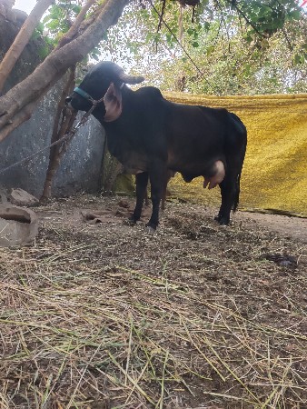 થંબનેલ 2